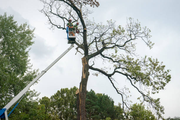 Best Arborist Consultation Services  in Lexington, SC