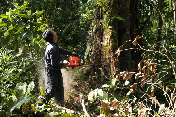 Professional Tree Services in Lexington, SC