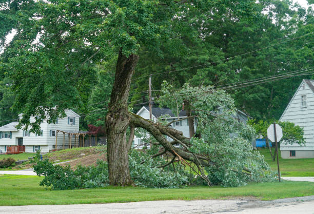 Best Fruit Tree Pruning  in Lexington, SC