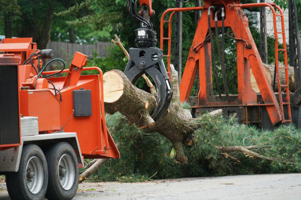 Best Hazardous Tree Removal  in Lexington, SC