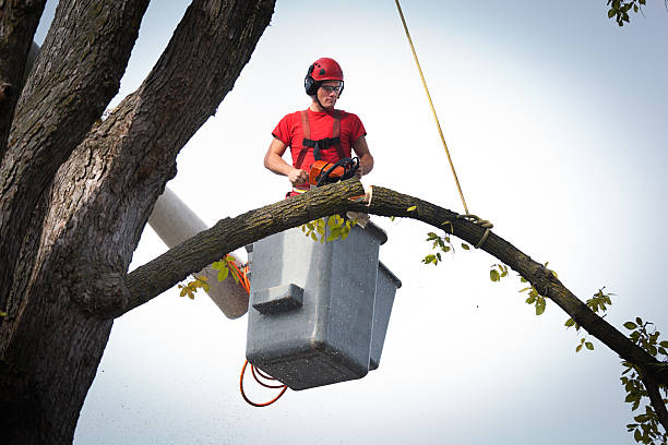 Best Palm Tree Trimming  in Lexington, SC